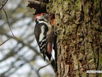 Buntspecht (Dendrocopos major)